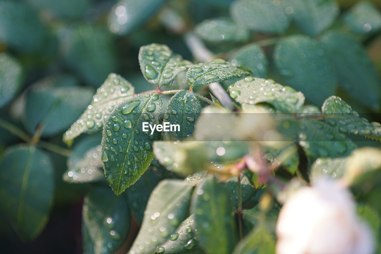 Close-up of wet plant leaves during rainy season