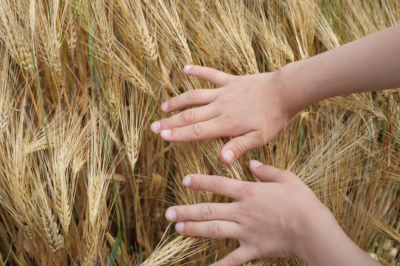 Child boy's hand touches wheat plants on field countryside agriculture harvest