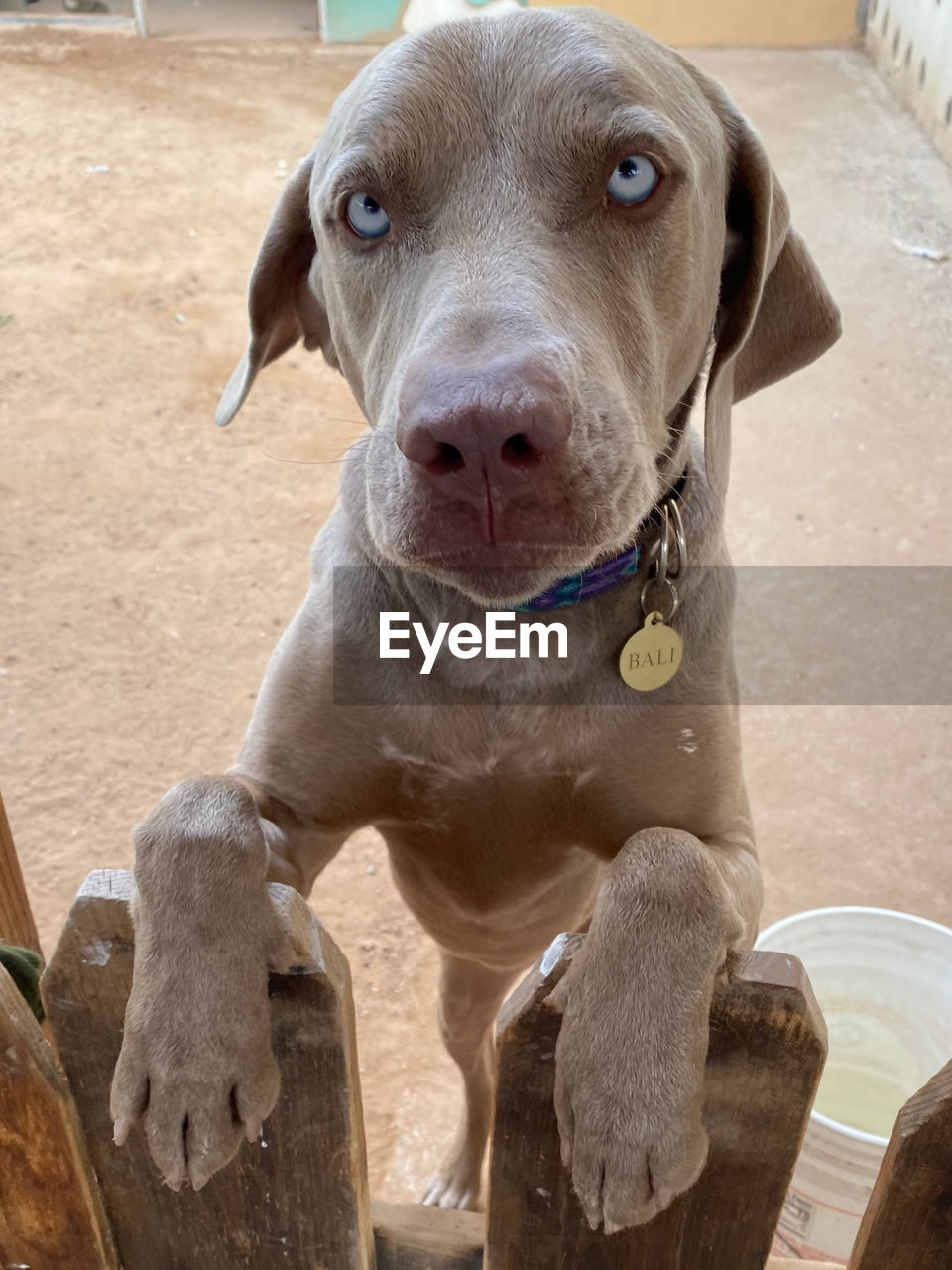 CLOSE-UP PORTRAIT OF DOG LOOKING AT CAMERA