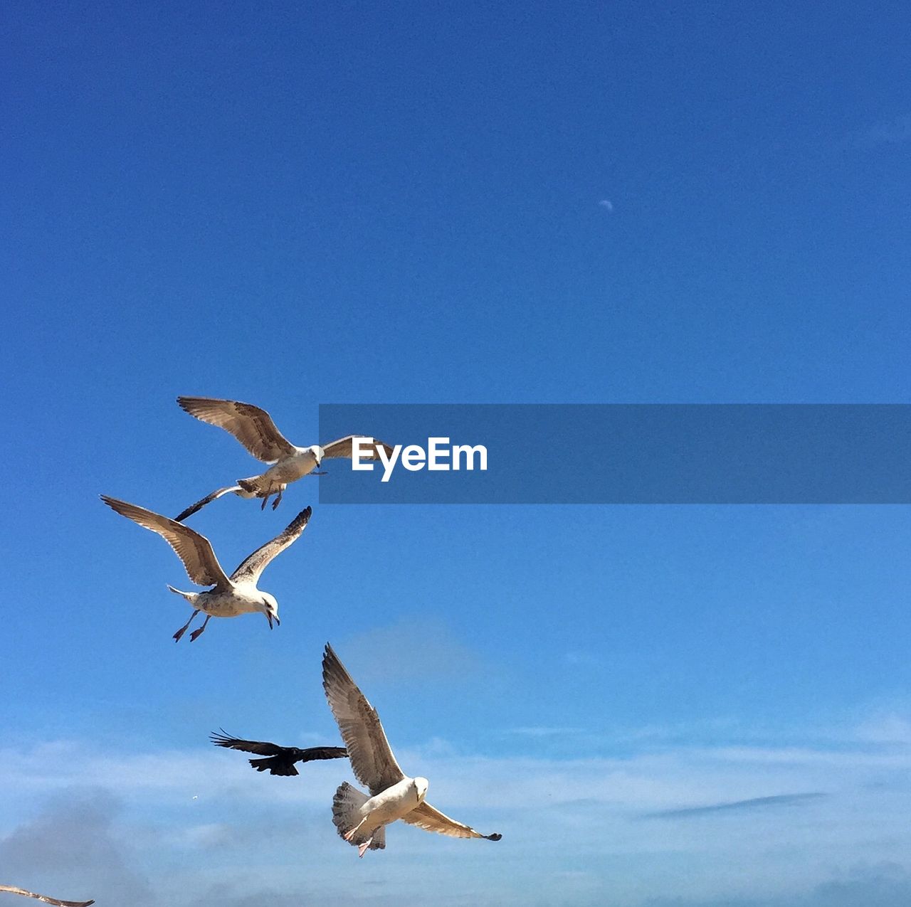 Low angle view of seagulls flying in clear sky