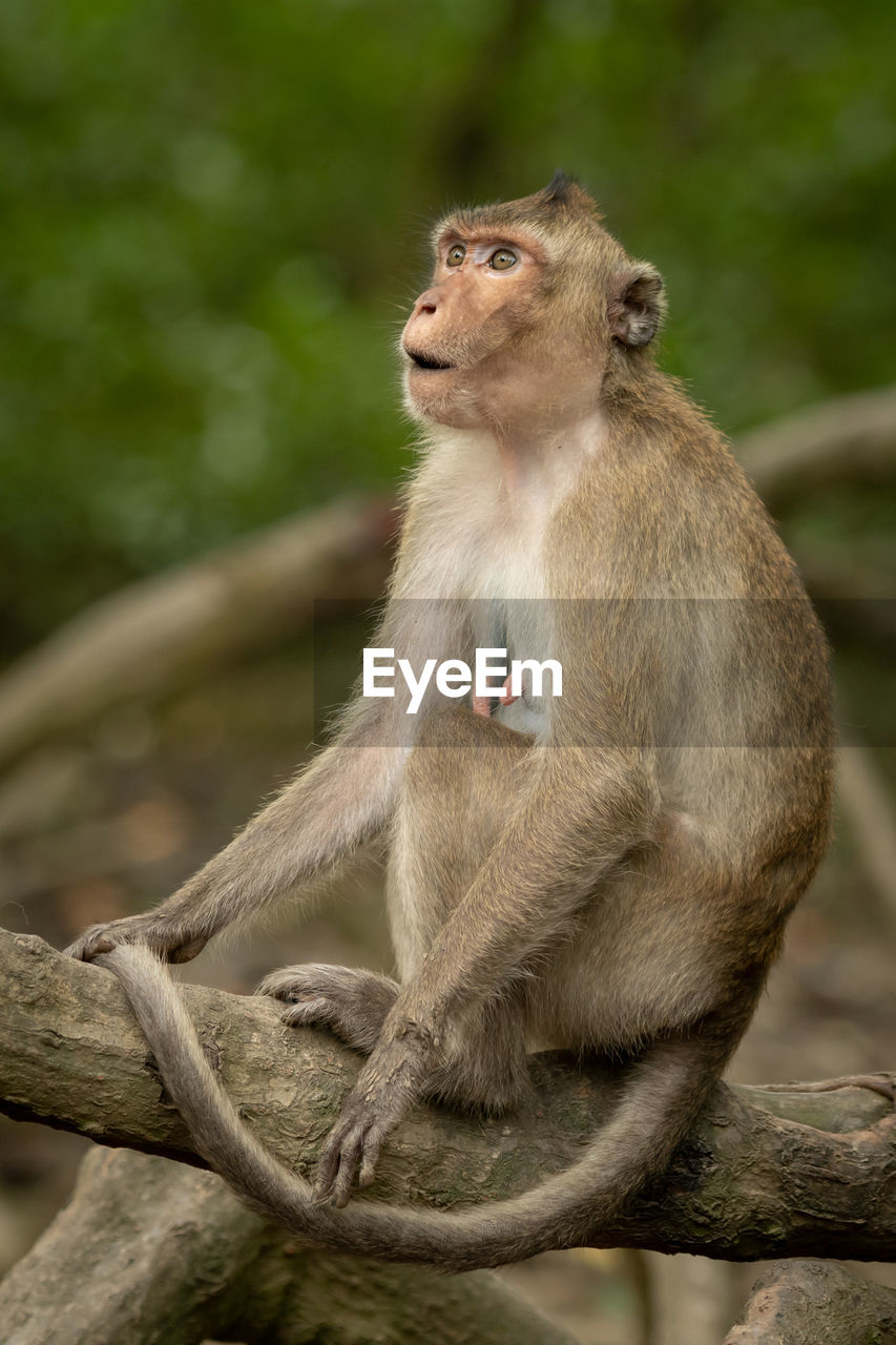 Long-tailed macaque sits on root looking amazed