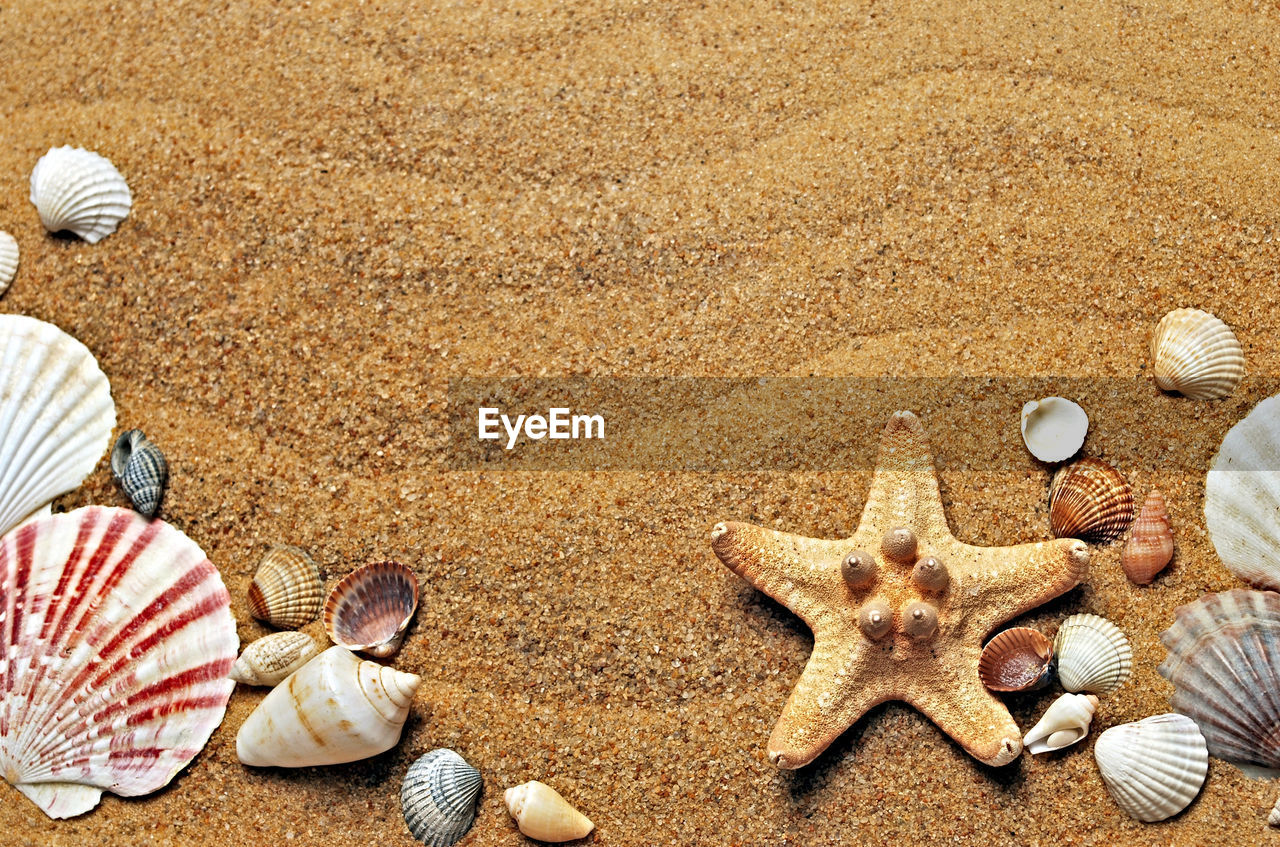 Seashells and starfish on sand background. copy space