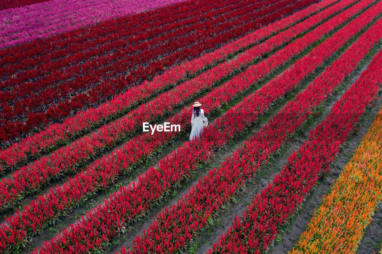High angle view of woman walking in flowering field