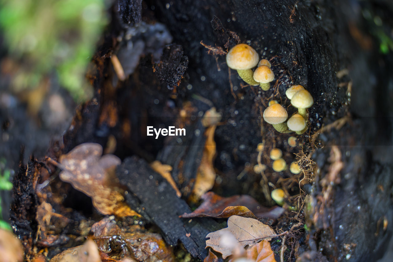 Small mushrooms in the autumnal forest grow in a hole of a tree stump. close-up.