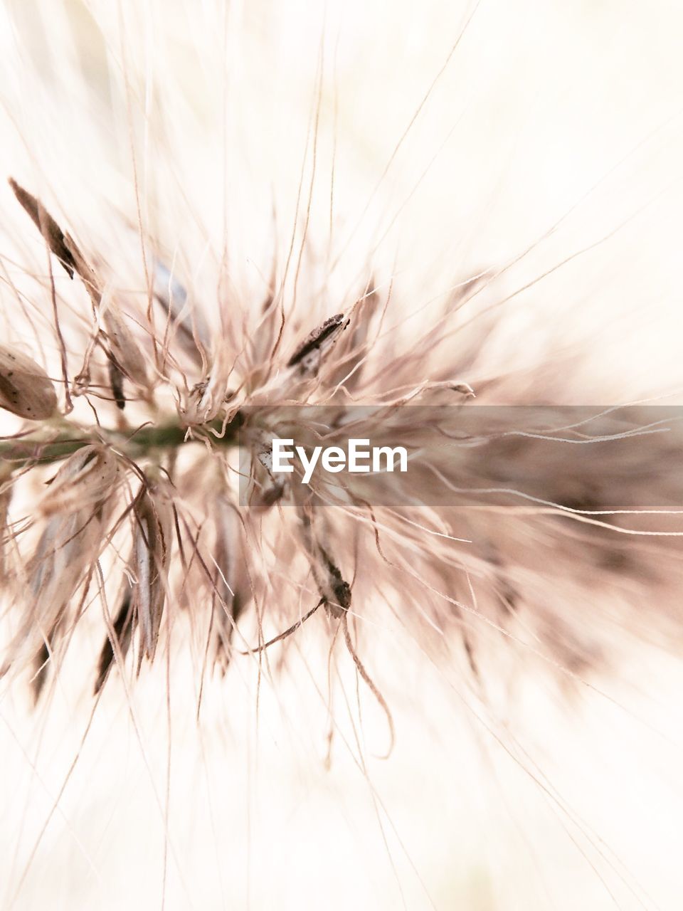 CLOSE-UP OF DANDELION FLOWERS