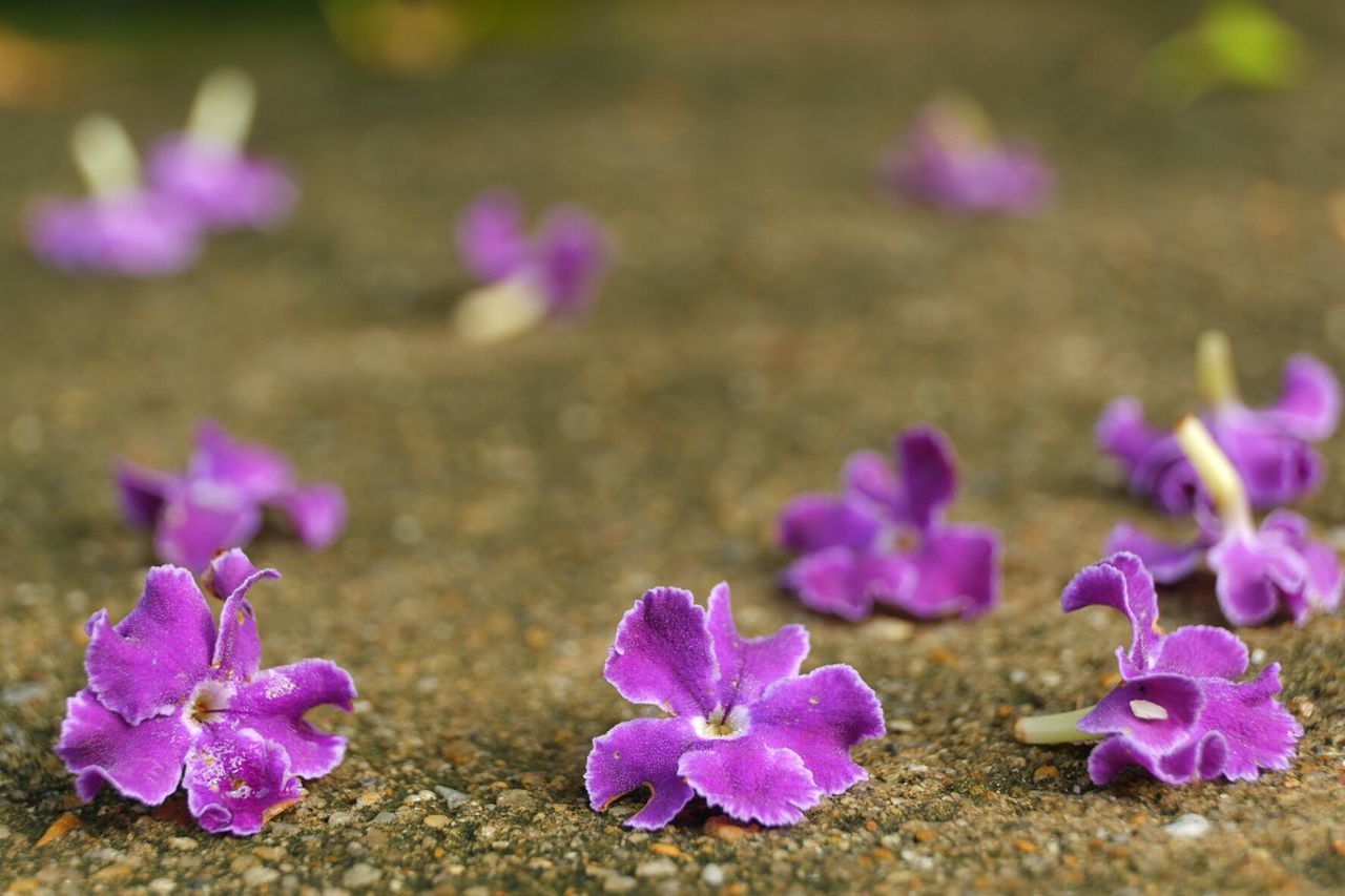 CLOSE-UP OF PINK FLOWERING PLANTS