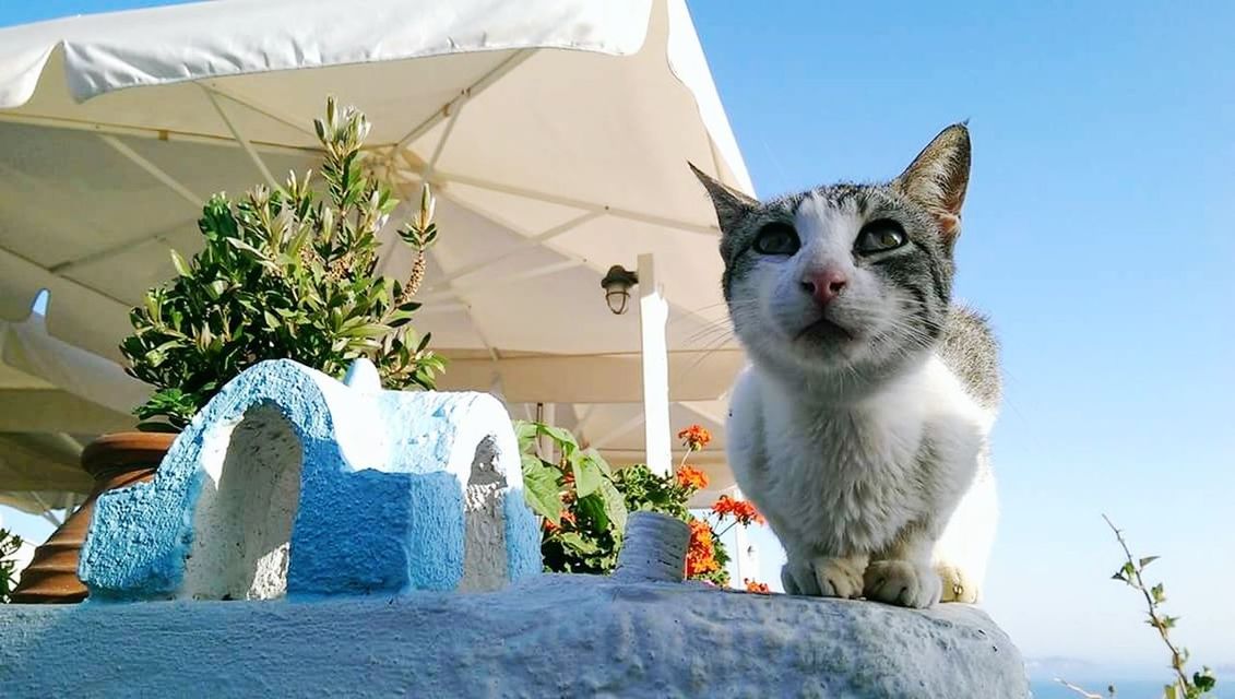 LOW ANGLE VIEW OF CAT ON WALL