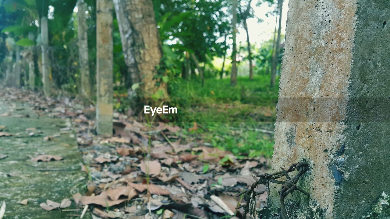 CLOSE-UP OF TREES ON FIELD