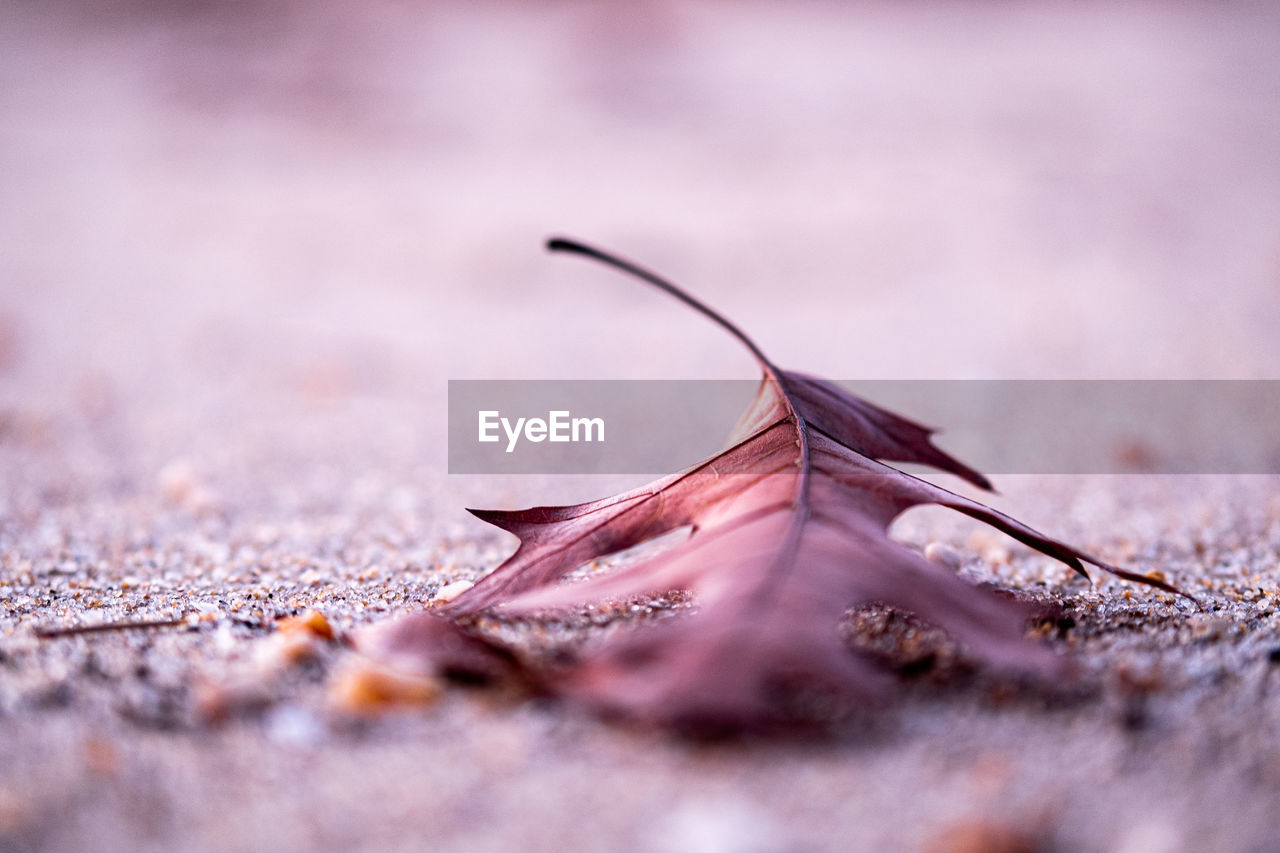 Close-up of dry leaves against blurred background