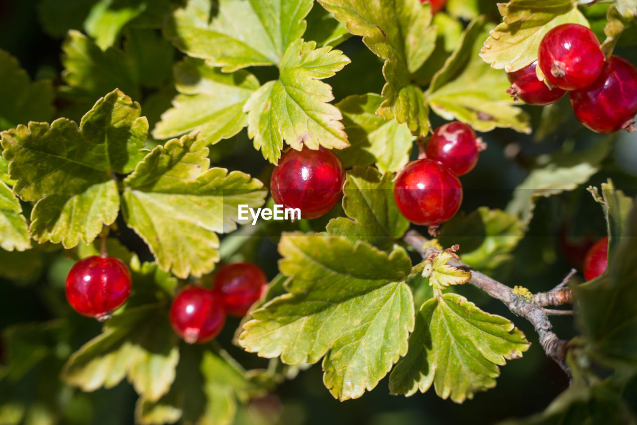 Close-up of red berries growing on tree