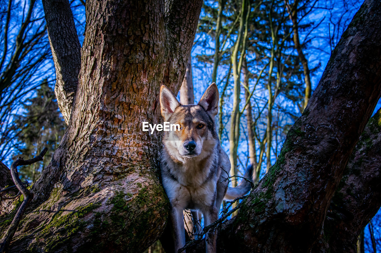 Portrait of a wolf on tree trunk