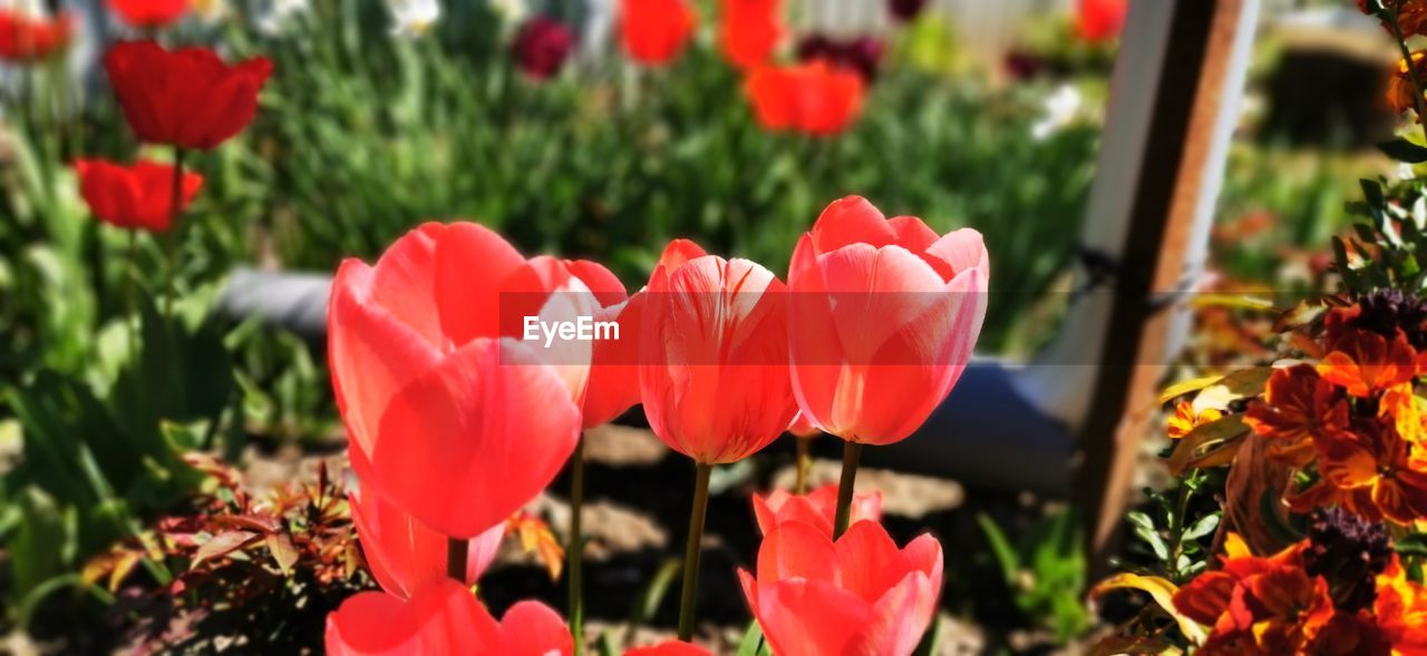 CLOSE-UP OF RED TULIPS