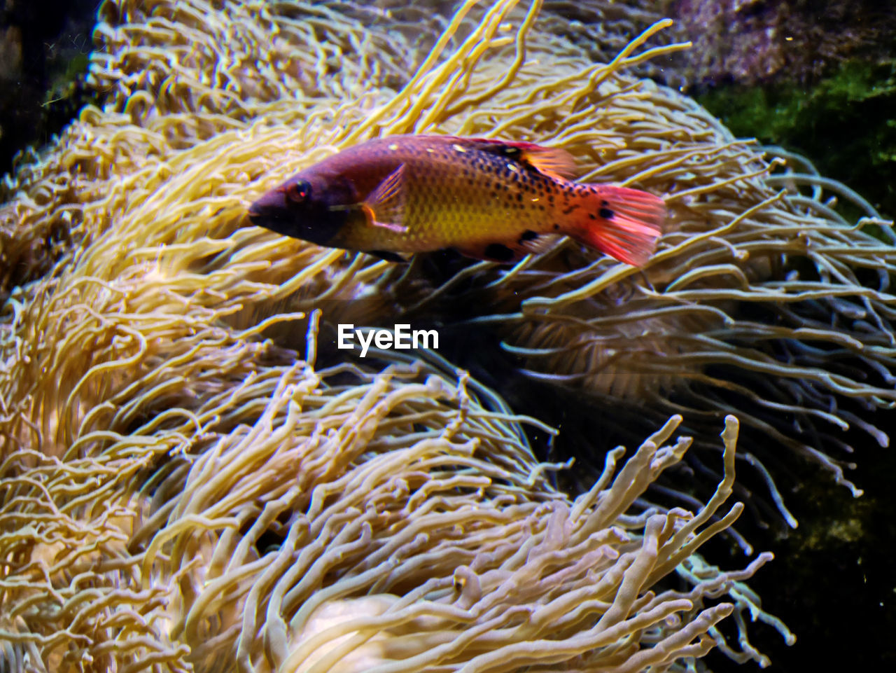 CLOSE-UP OF FISH SWIMMING UNDERWATER