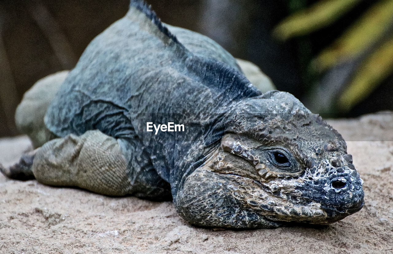 CLOSE-UP OF TORTOISE