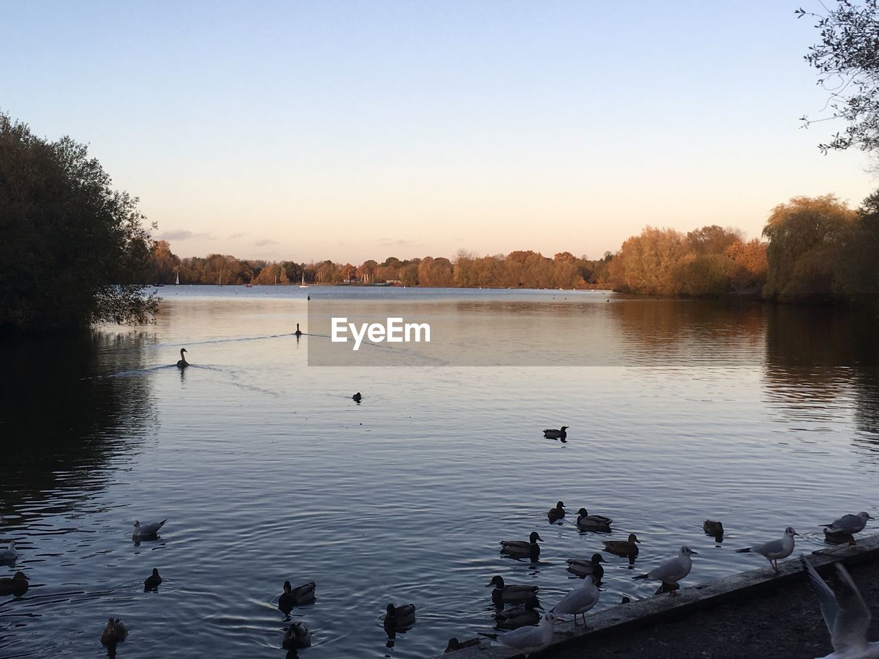 DUCKS SWIMMING IN A LAKE