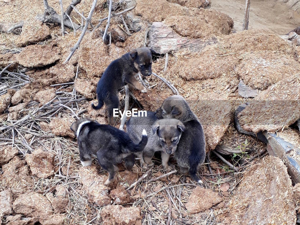 High angle view of puppies playing together 