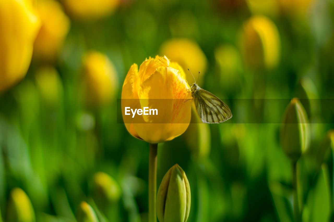 Close-up of yellow flowering plant and butterfly