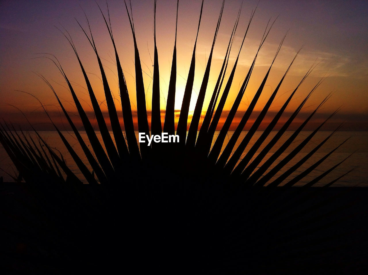 Close-up of silhouette palm frond at sunset