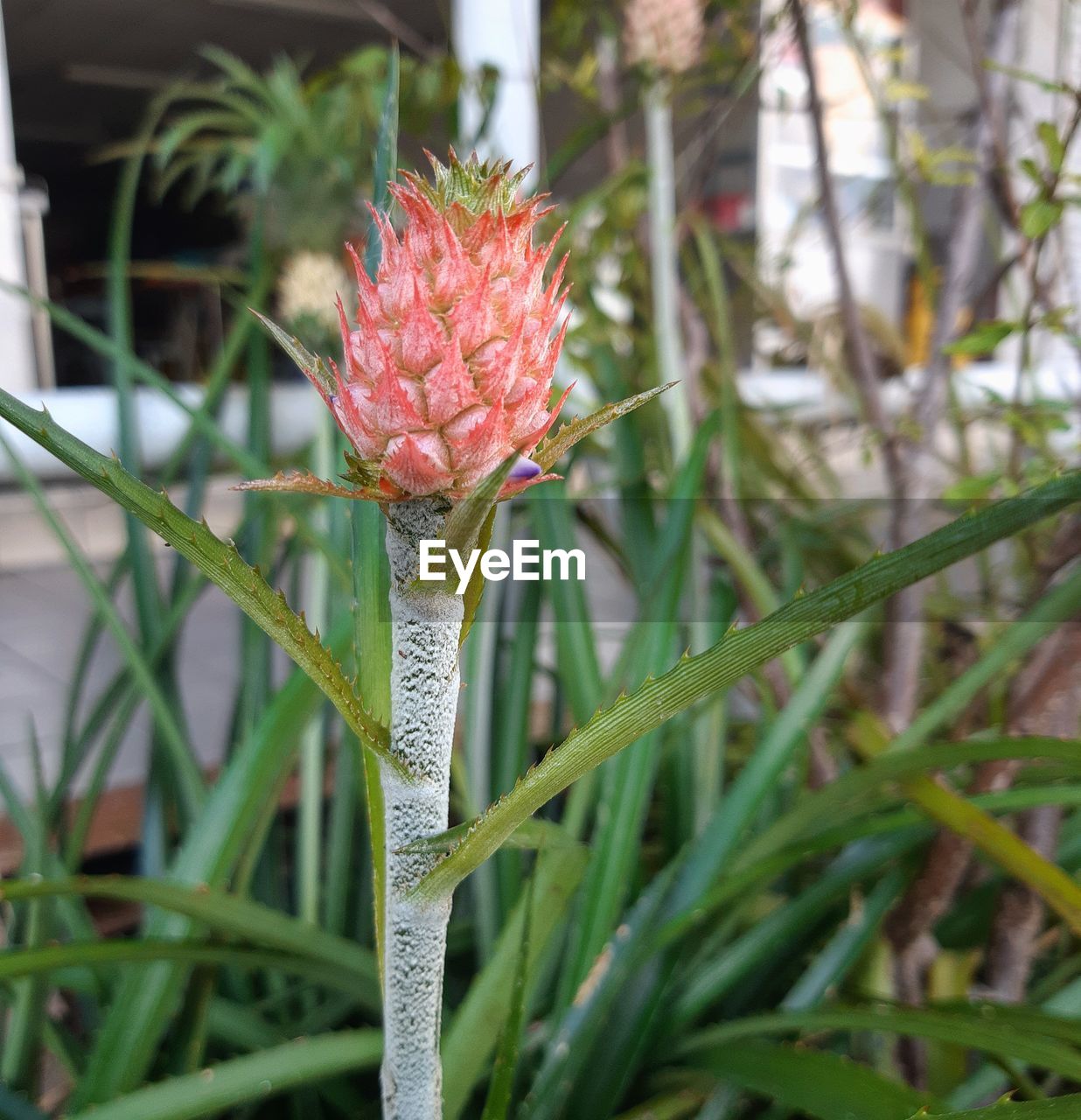 Close-up of red flowering plant