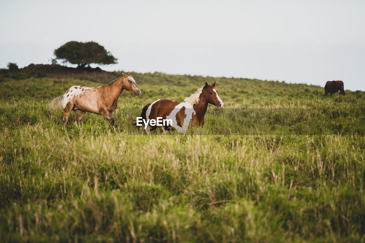 Two horses run through grassy field