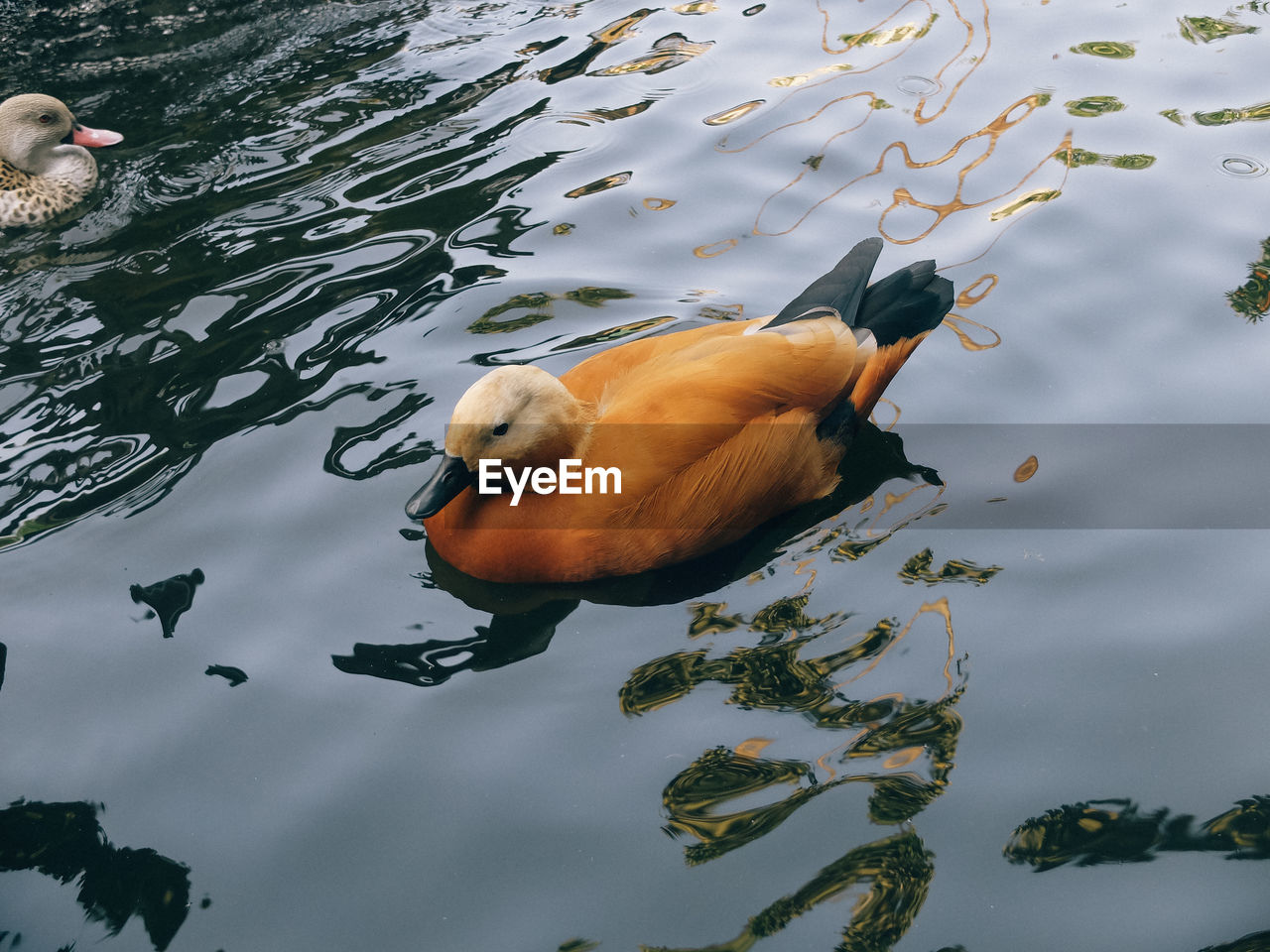 HIGH ANGLE VIEW OF DUCK IN LAKE