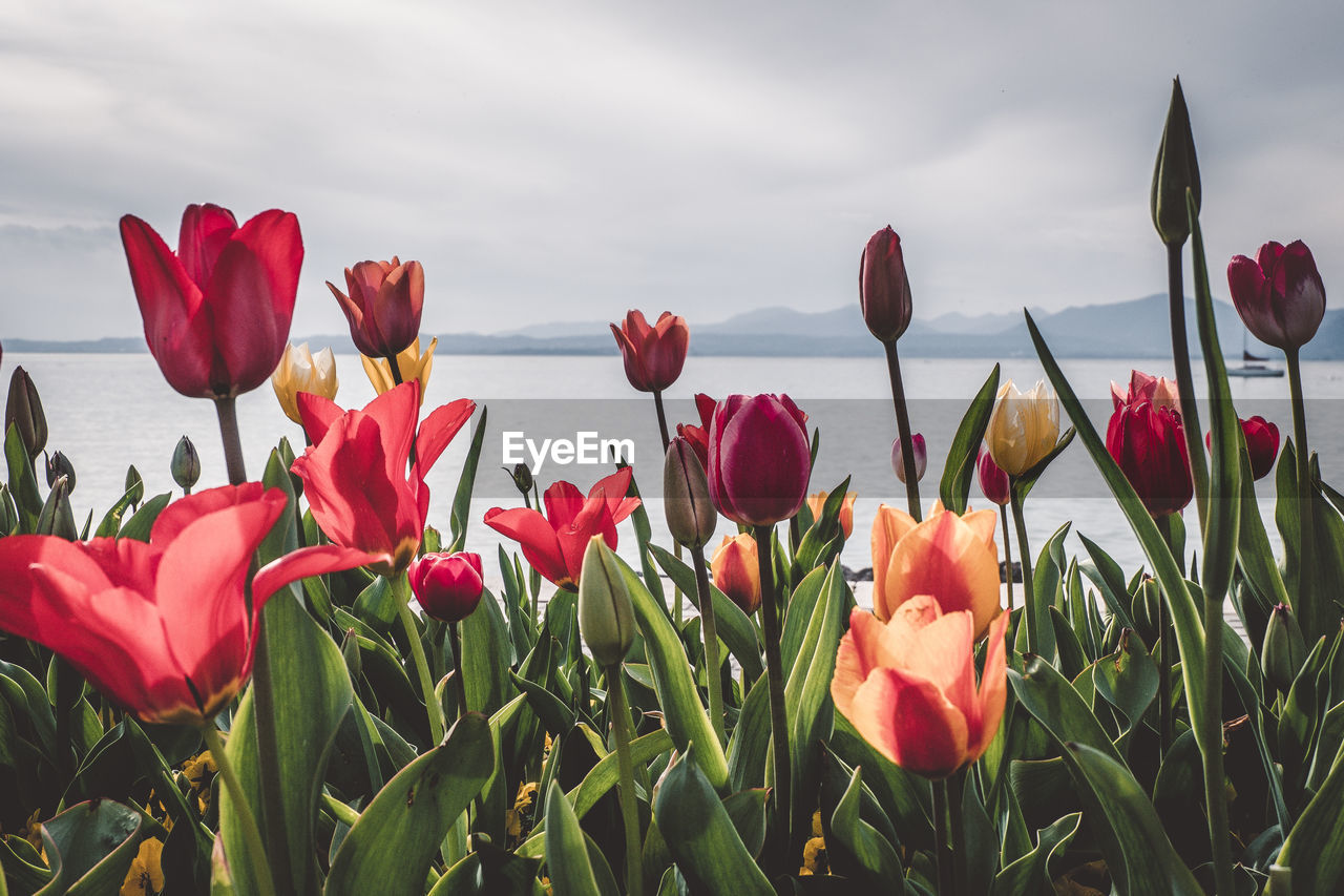 Close-up of red tulip flowers against sky