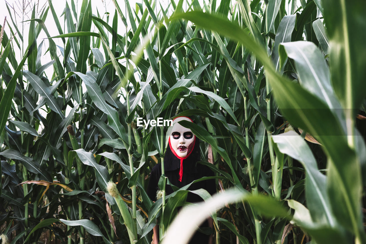 Unrecognizable person wearing masquerade mask and costume standing in cornfield and looking at camera