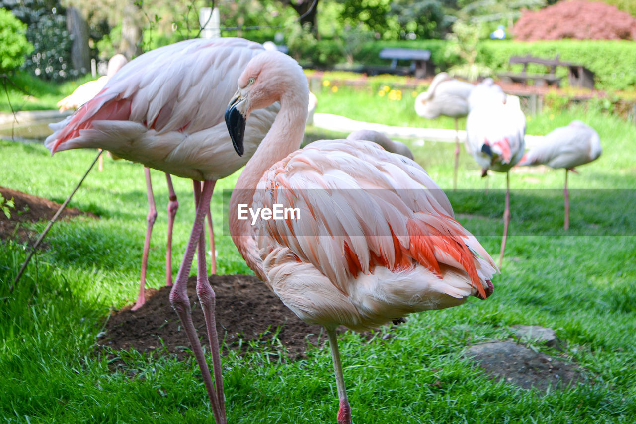 Photo pink big birds greater flamingo. american flamingo phoenicopterus ruber or caribbean flamingo