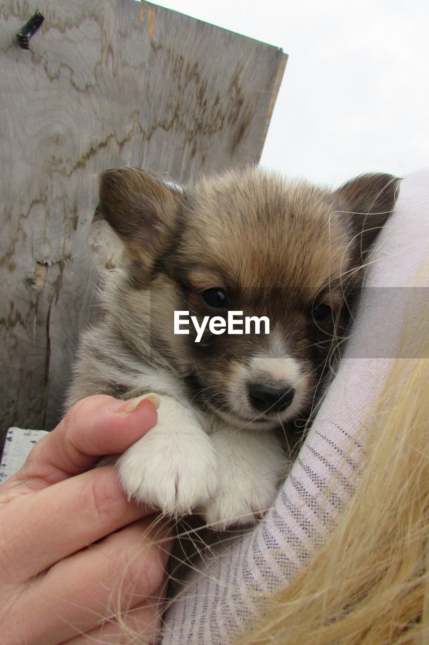 Close-up of corgi puppy