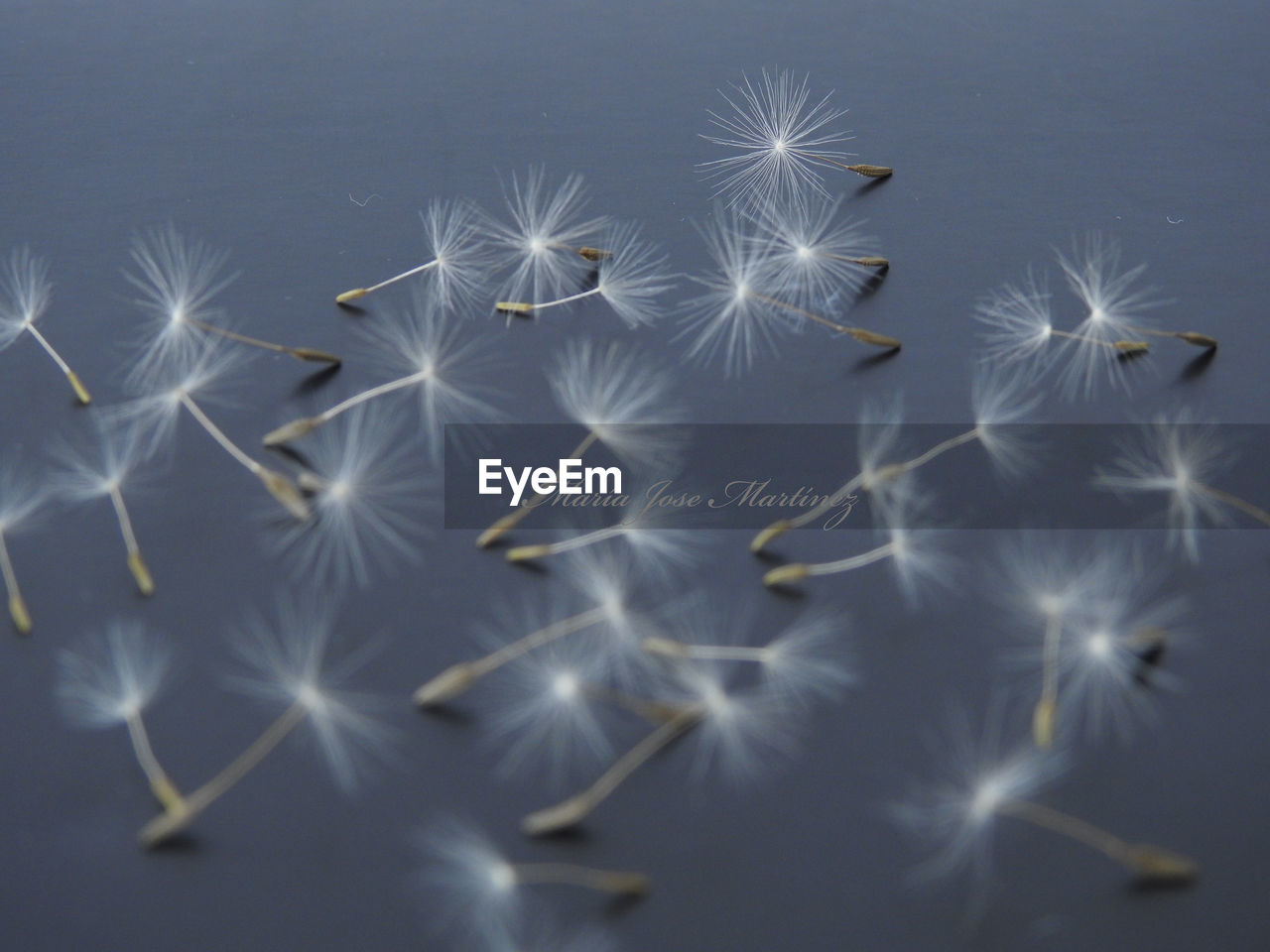 Close-up of dandelion against white background