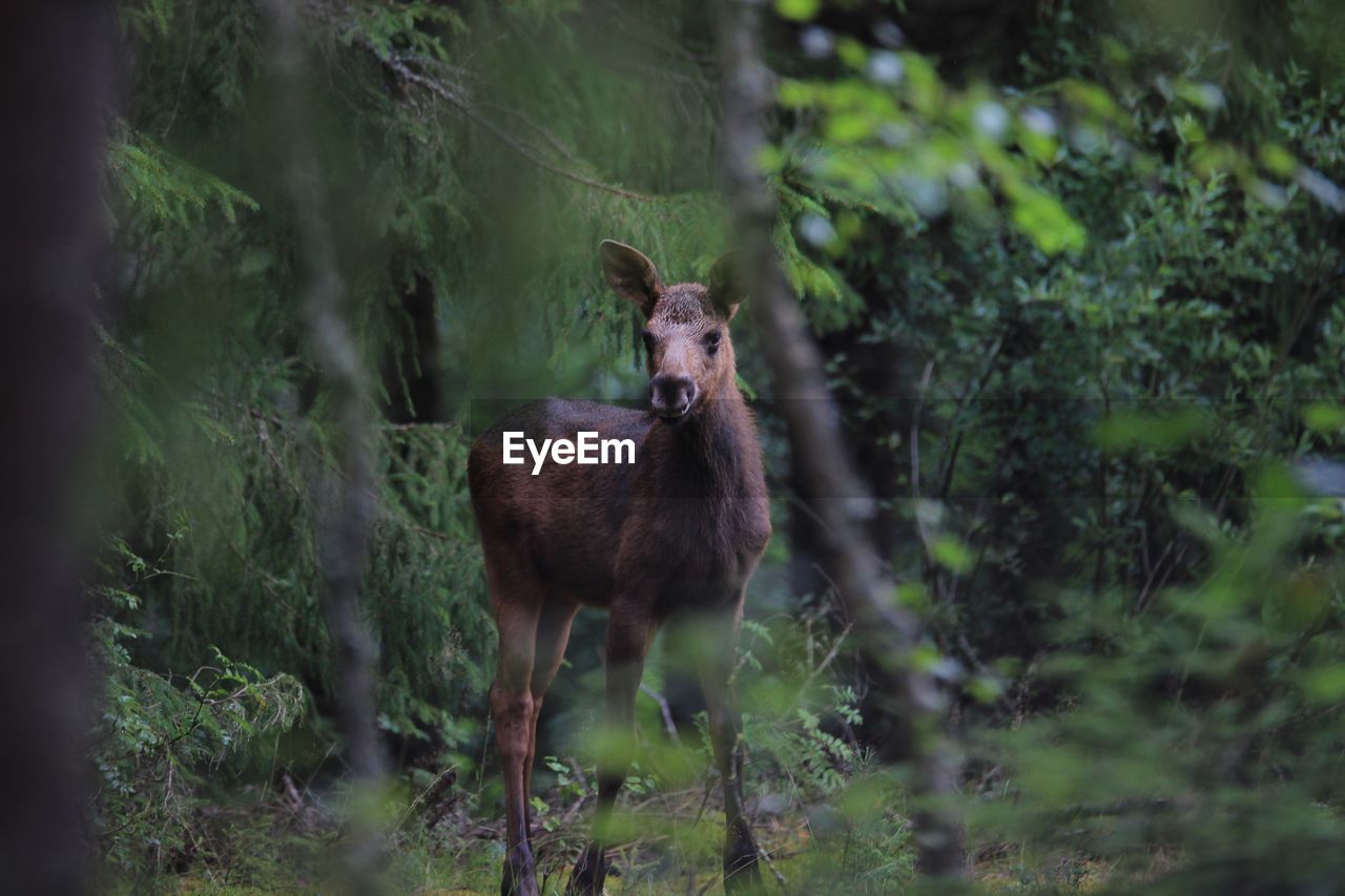 Portrait of deer standing in forest