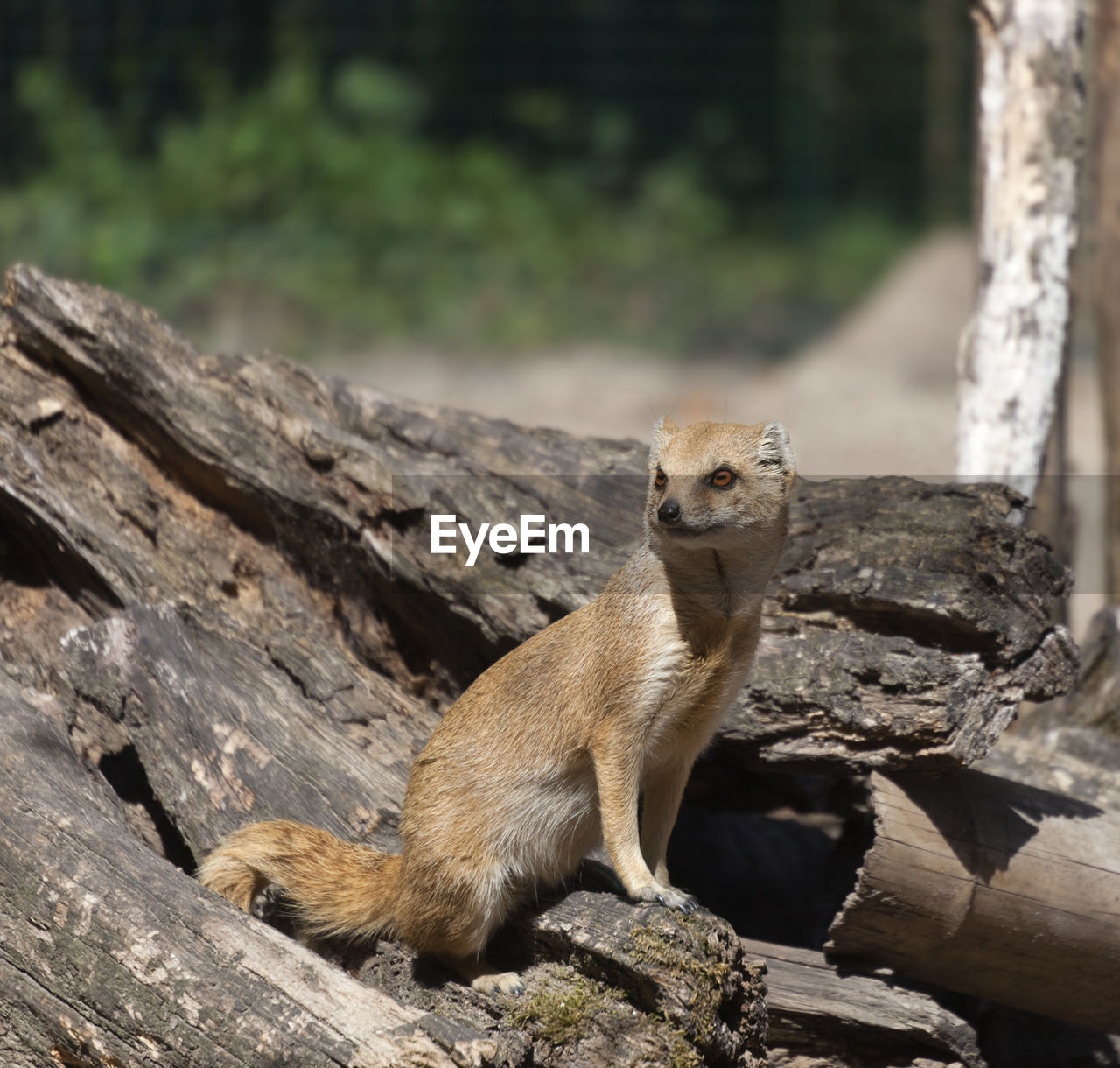 Yellow mongoose on driftwood