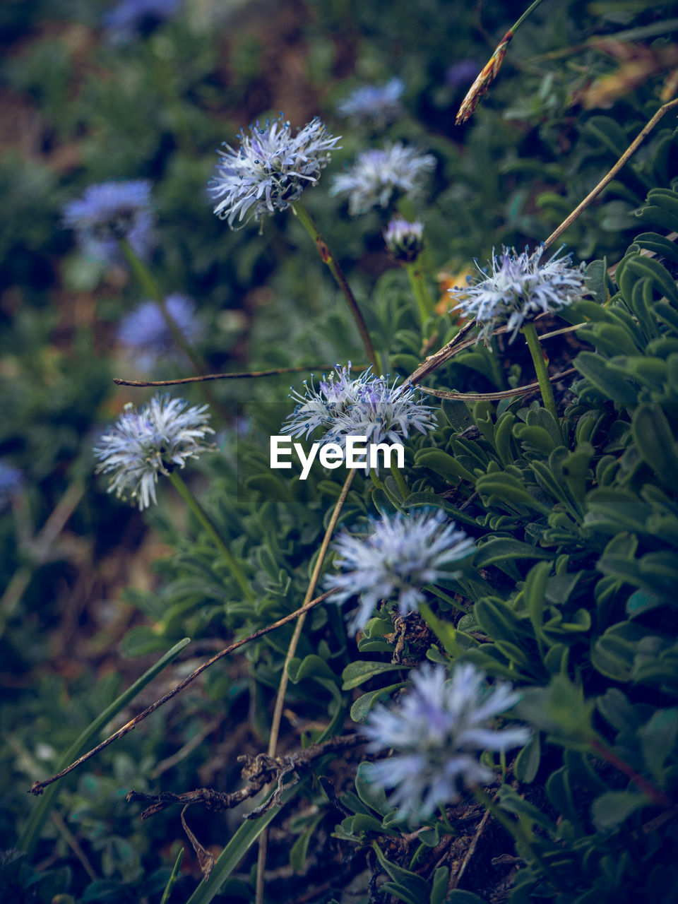 High angle view of purple flowering plant on field