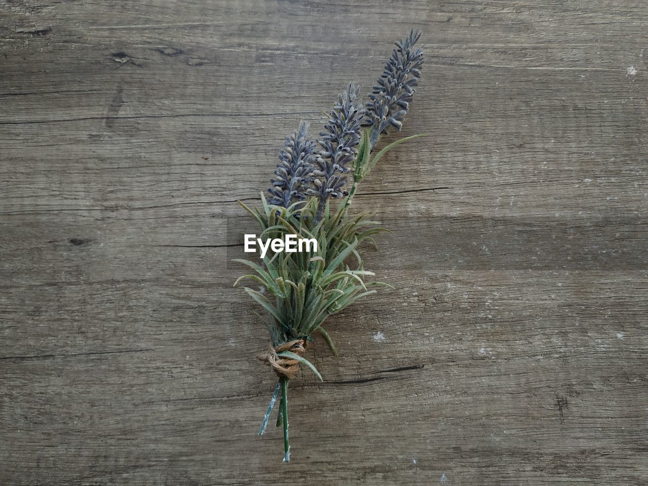 HIGH ANGLE VIEW OF PLANT IN CONTAINER ON TABLE