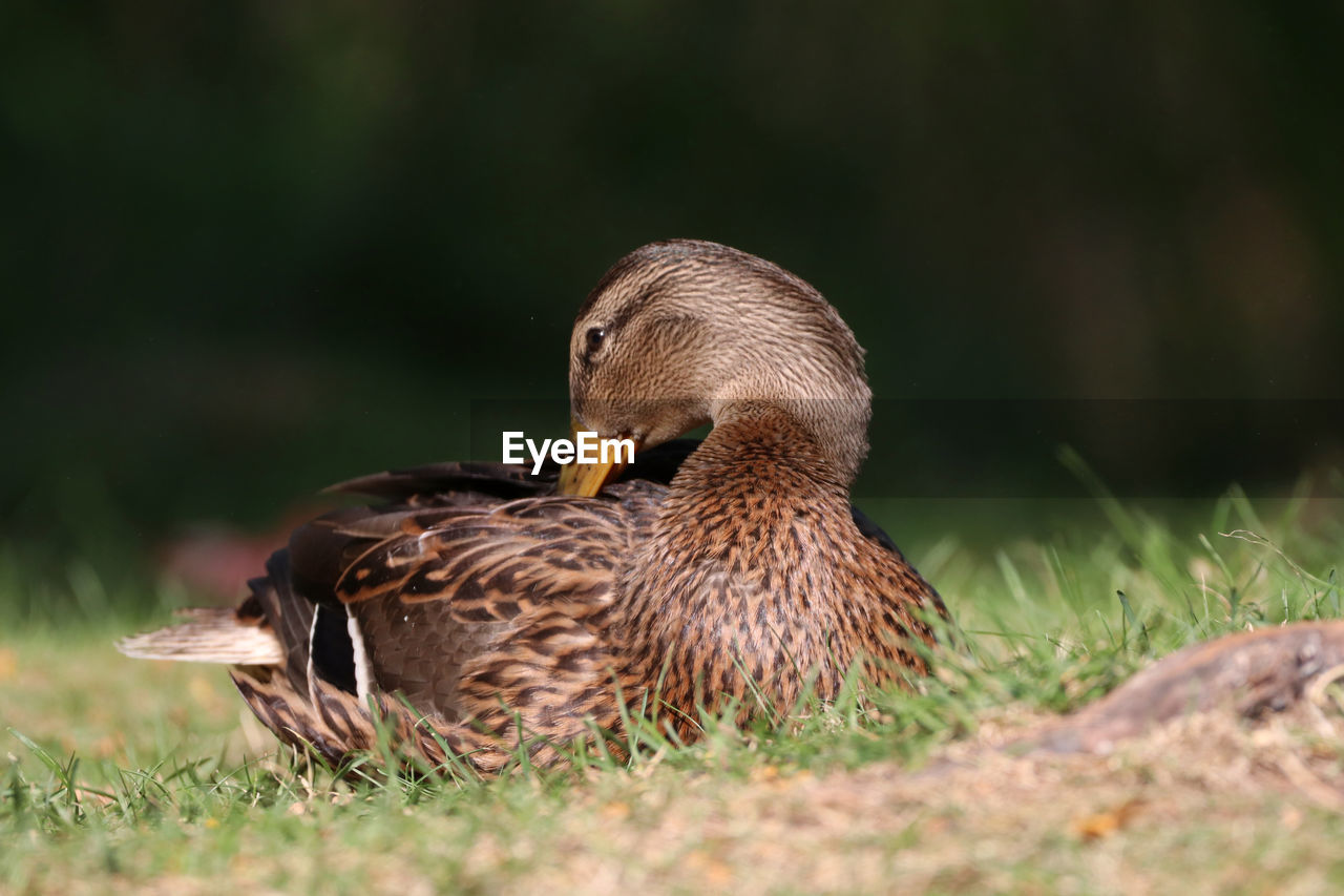 duck on field