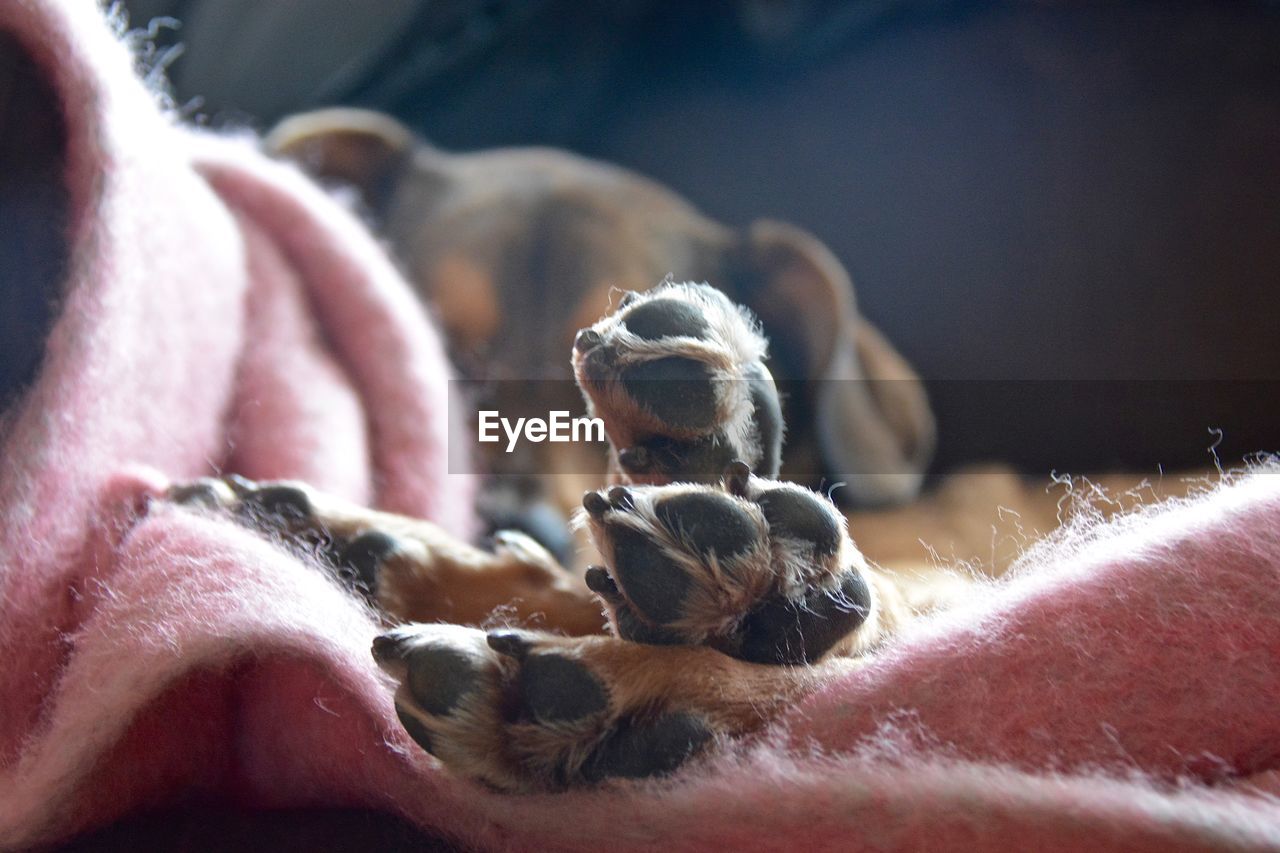 Close-up of dog paws on blanket