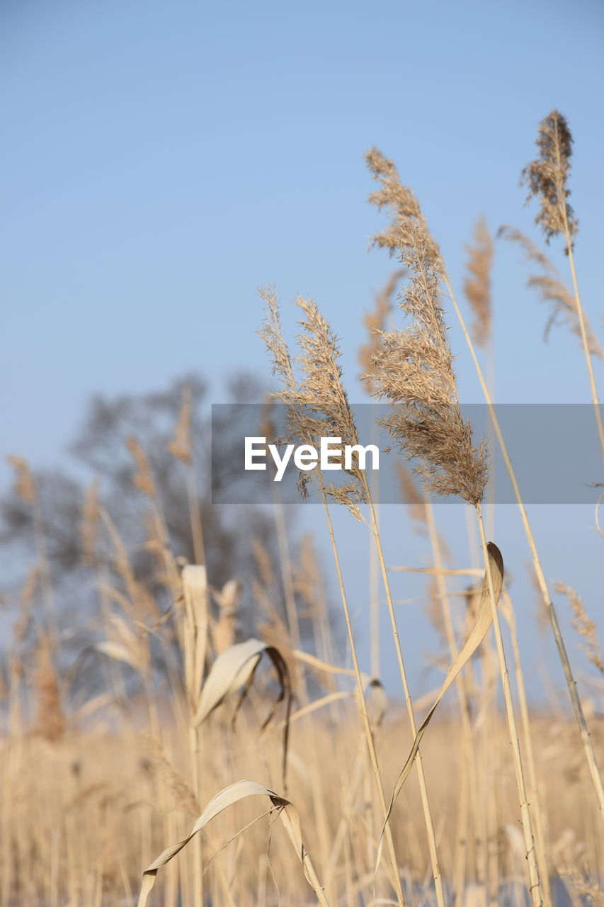 CLOSE-UP OF WHEAT PLANTS AGAINST CLEAR SKY