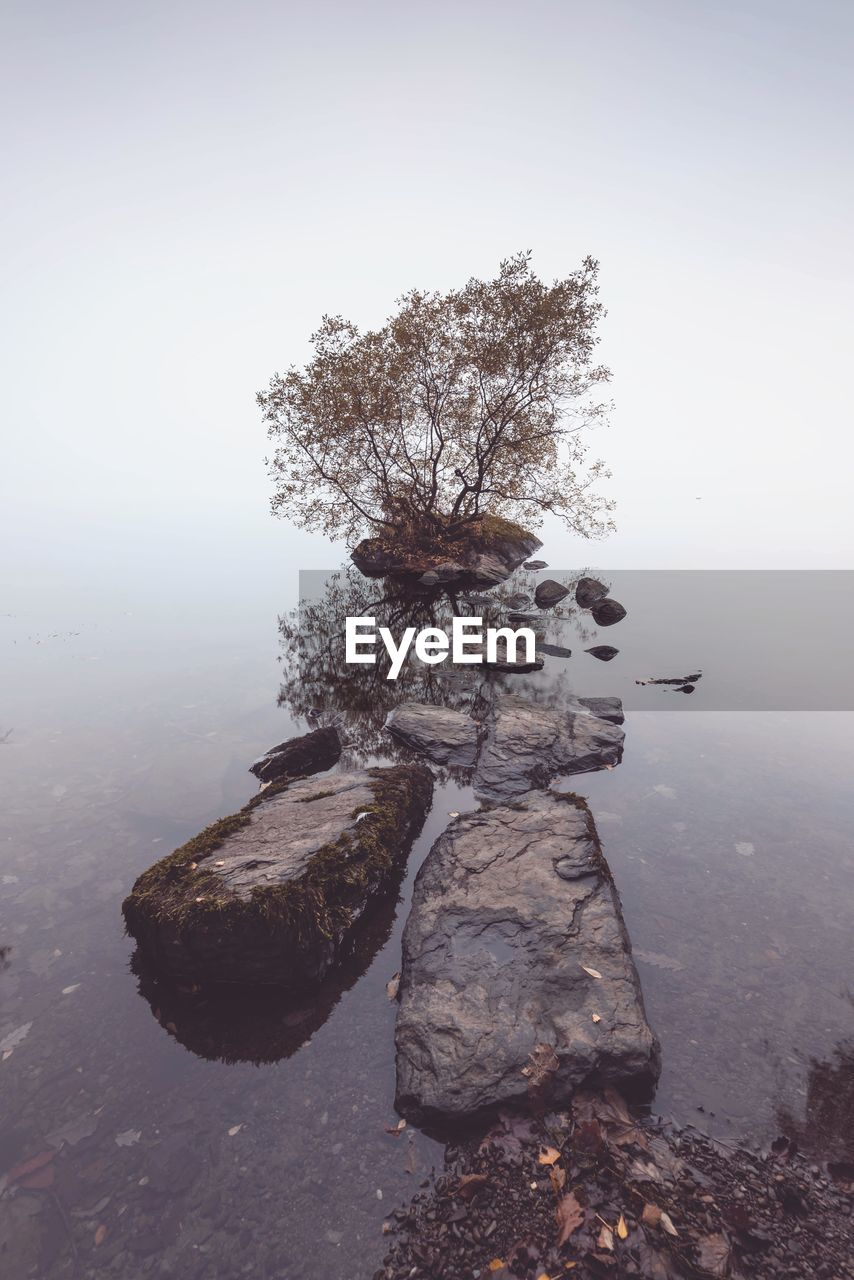 Tree on rock by lake against sky