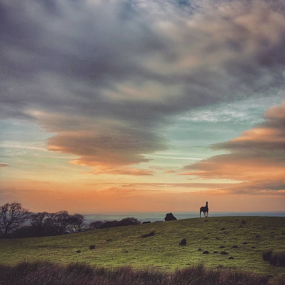 Horse standing on field against dramatic sky