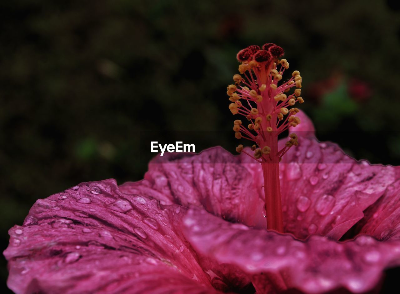 Hibiscus,  shoe flower, kerala,india