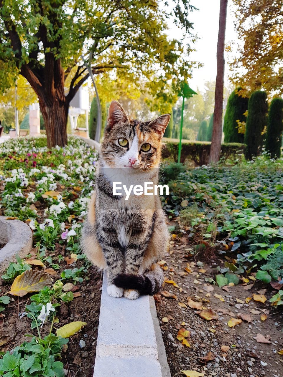 Portrait of cat sitting on a tree