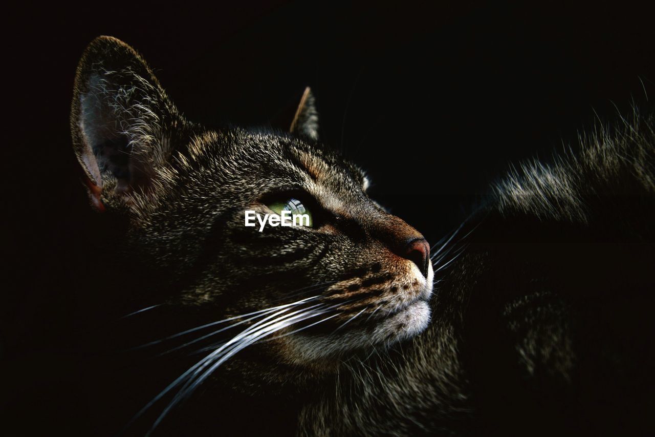 Close-up of cat against black background