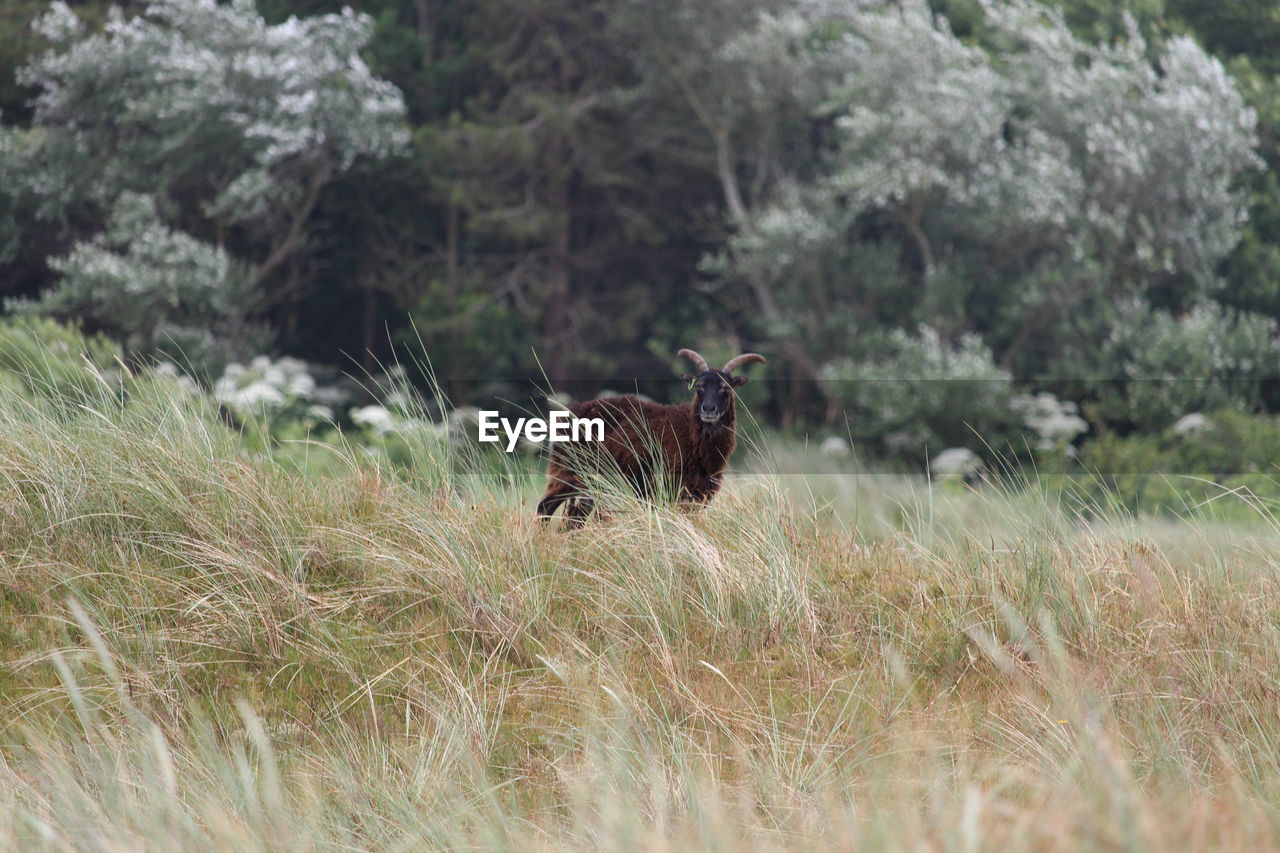 Portrait of goat standing on land