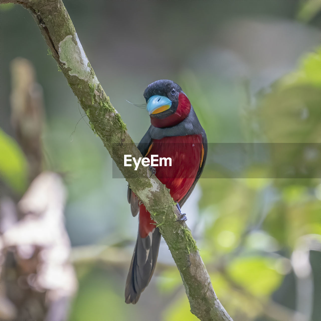 Close-up of bird perching on branch