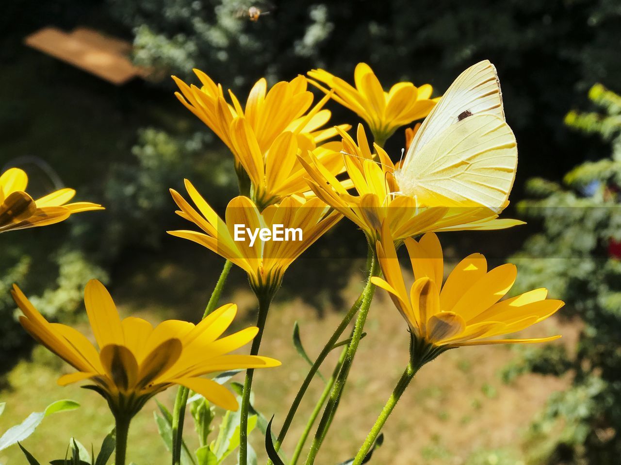 CLOSE-UP OF YELLOW FLOWERING PLANT GROWING IN FIELD