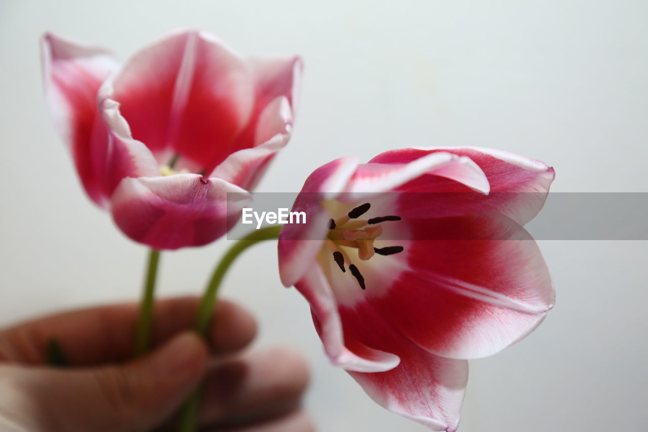 Close-up of hand holding pink and white tulips