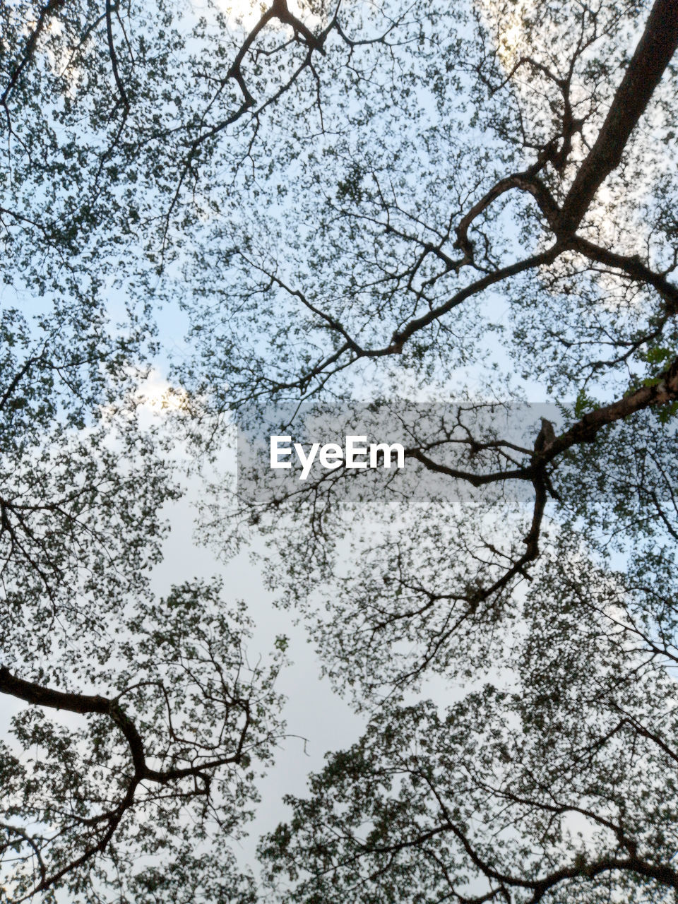 LOW ANGLE VIEW OF CHERRY BLOSSOM TREE