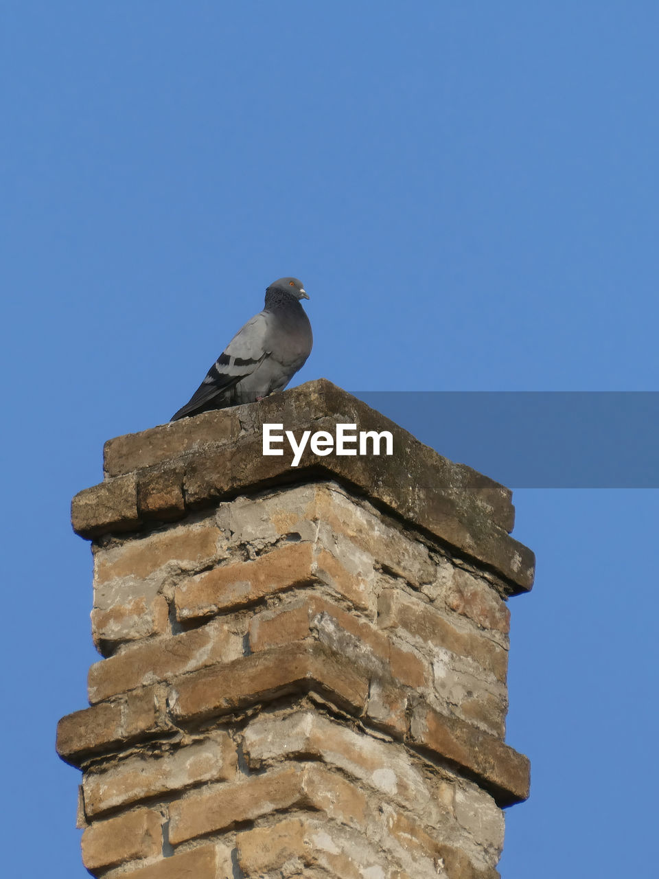 LOW ANGLE VIEW OF BIRD PERCHING ON TOWER