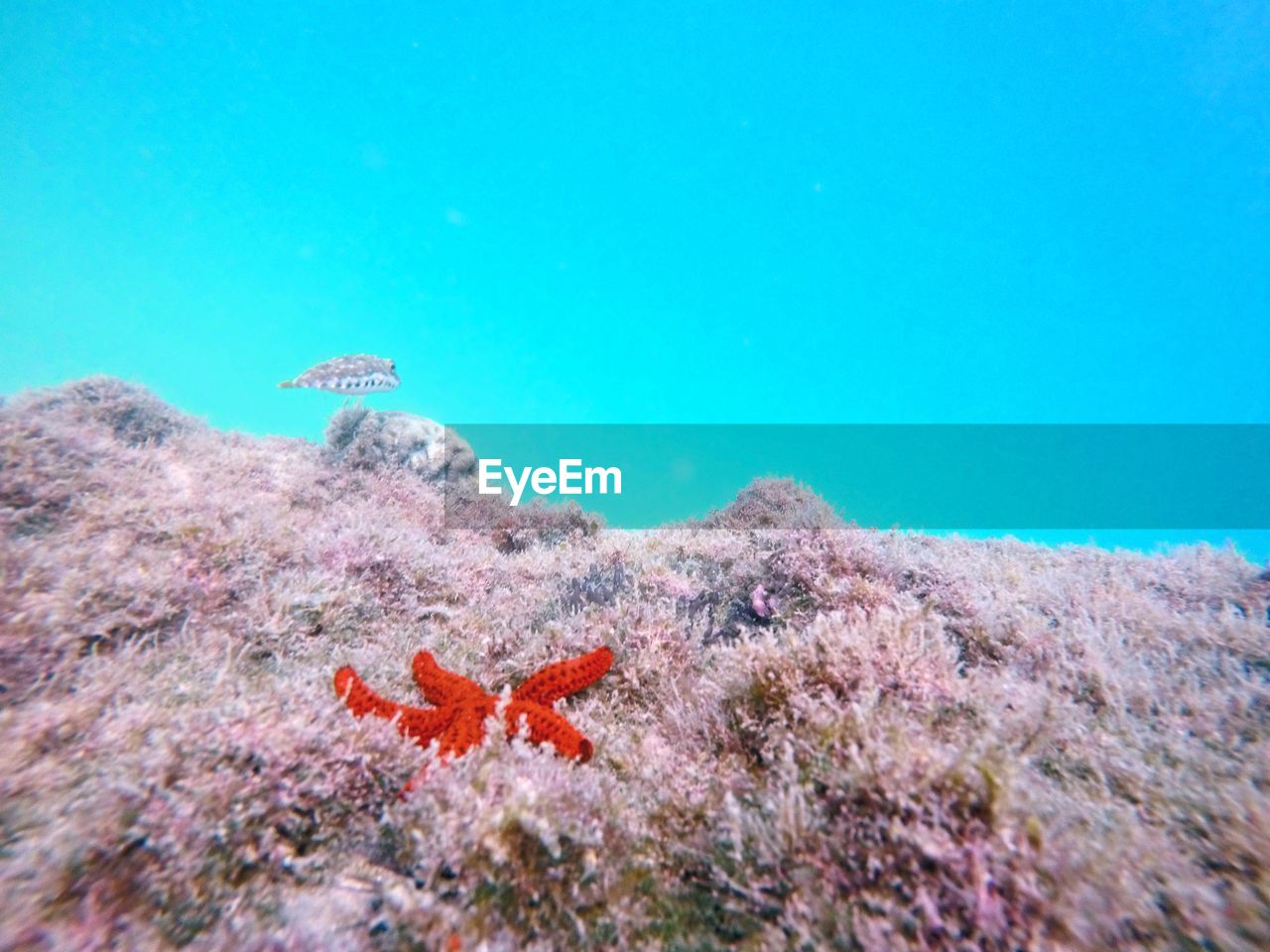 View of fish and starfish in sea