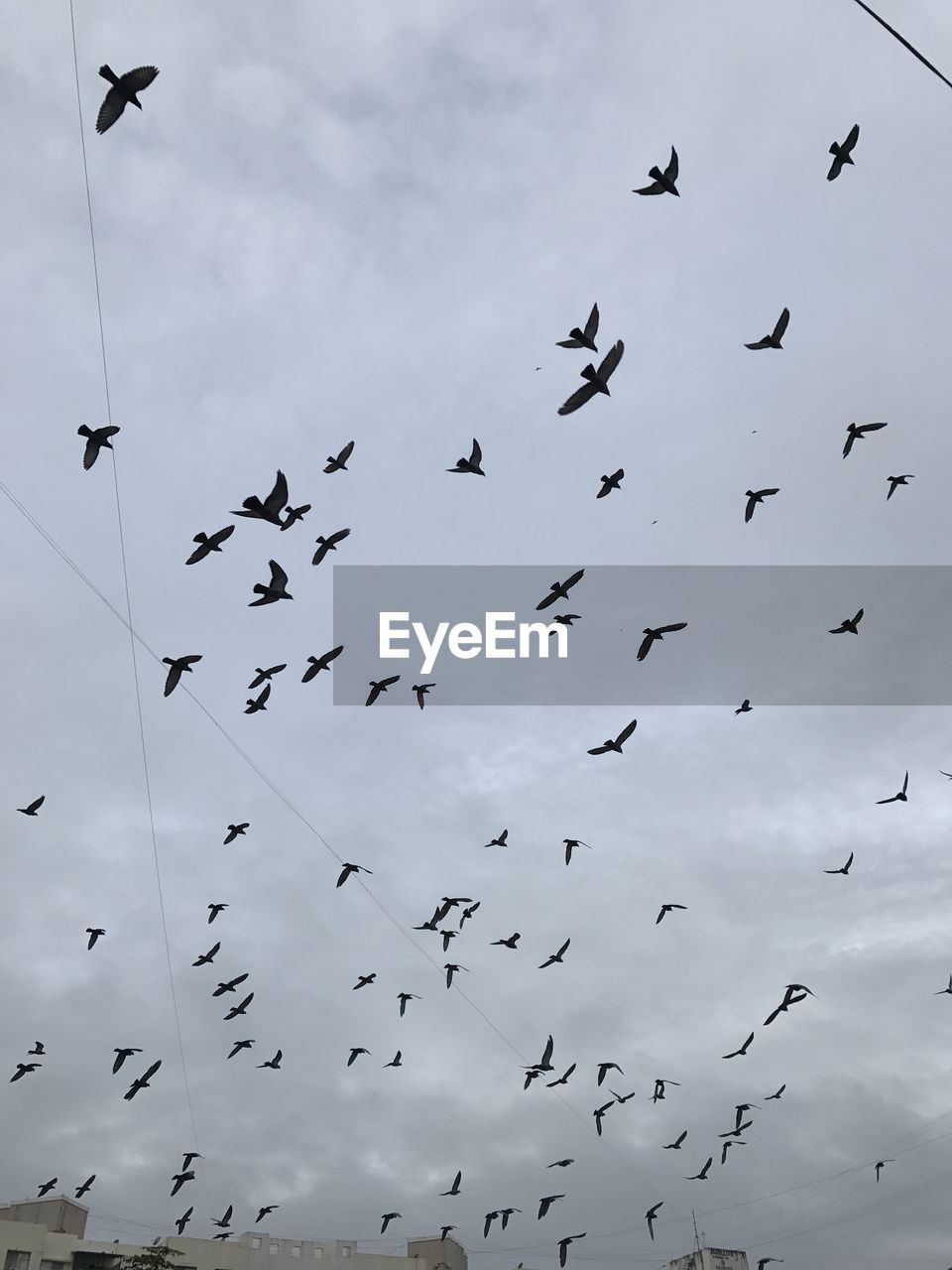 LOW ANGLE VIEW OF BIRDS FLYING IN SKY